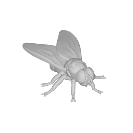 3D model of a fly