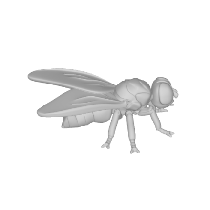 3D model of a flying insect