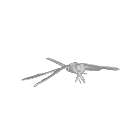 3D model of a mosquito in flight