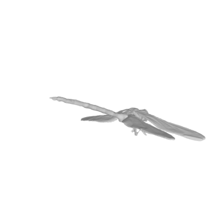 3D model of a flying bird