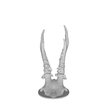 3D model of curved animal horns