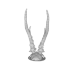 3D model of antelope skull with long horns